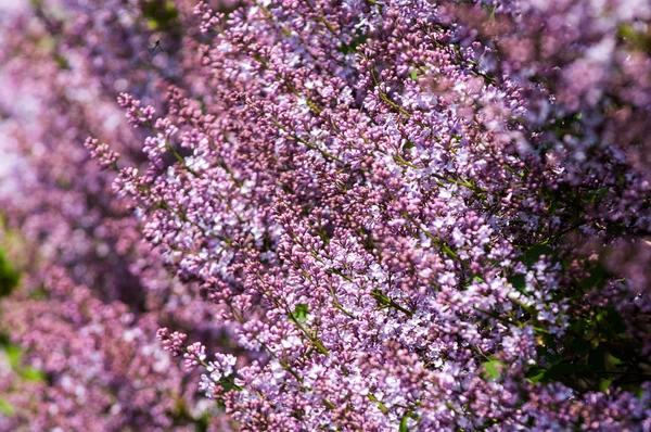 Fliederbusch — Stockfoto