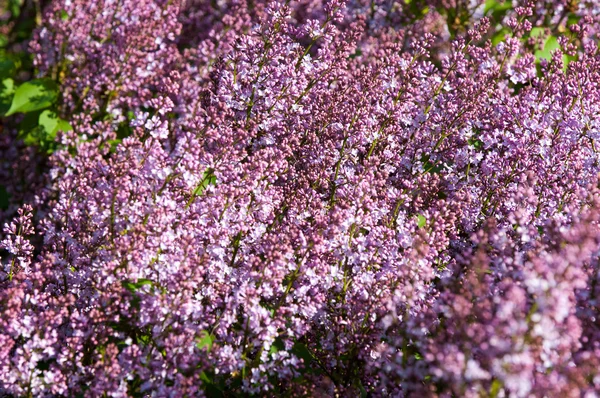 Krzak Bzu Oddział Bzu Wiosennych Kwiatów Bzy Kwitną Maju Krzaki — Zdjęcie stockowe