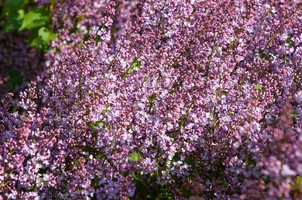 Fliederbusch Zweig Mit Fliederfarbenen Blüten Flieder Blühen Mai Fliederbüsche Garten — Stockfoto