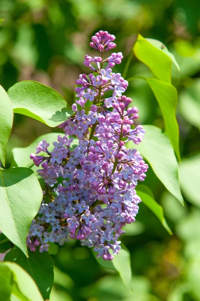 Lilac bush — Stock Photo, Image