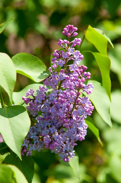 Lilac bush — Stock Photo, Image