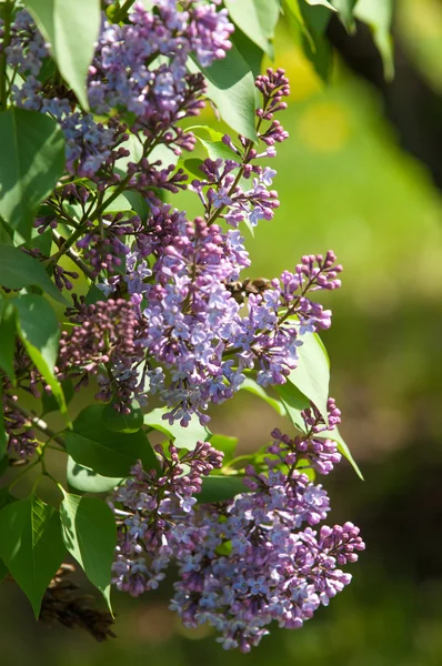 Lilac bush — Stock Photo, Image