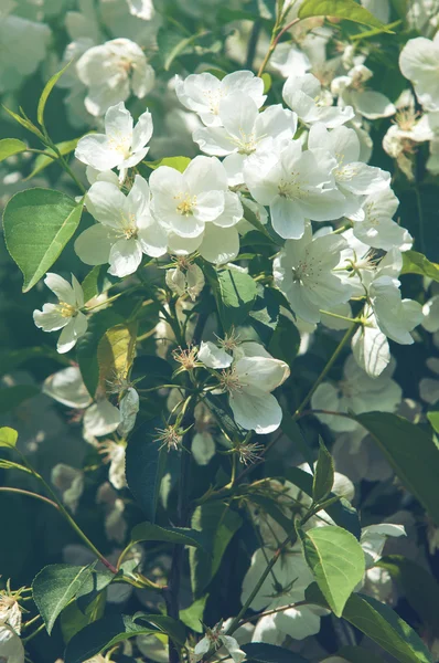 Flowers of apple — Stock Photo, Image