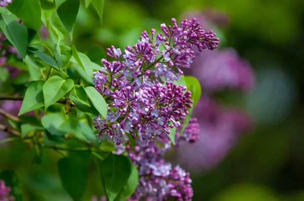 Arbuste de lilas — Photo