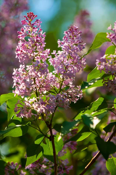 Lila Bloemen Grote Tuin Struik Met Paarse Witte Geurende Bloemen — Stockfoto