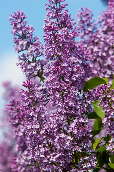 Lilac flowers — Stock Photo, Image