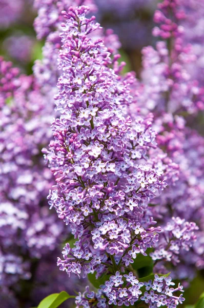 Сиреневые Цветы Большой Сад Фиолетовыми Белыми Душистыми Цветками — стоковое фото