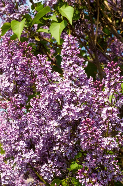 ライラック色の花 紫色または白色の香りのよい花の大きな庭低木 — ストック写真