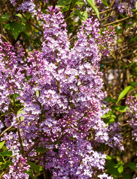 Бузкові Квіти Великий Садовий Чагарник Фіолетовими Або Білими Запашними Квітами — стокове фото