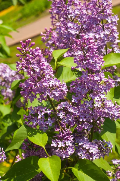 Fliederblüten Großer Gartenstrauch Mit Lila Oder Weißen Duftenden Blüten — Stockfoto