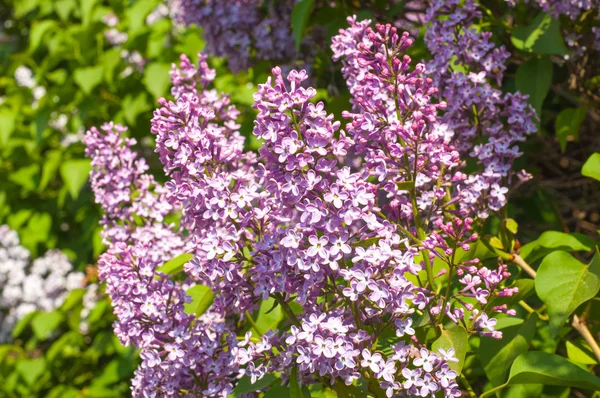 Lilac Flowers Large Garden Shrub Purple White Fragrant Flowers — Stock Photo, Image