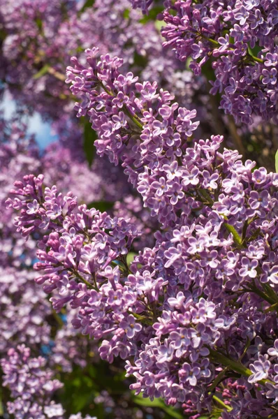 Flores de lila — Foto de Stock