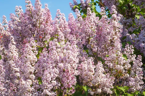 Lilac flowers — Stock Photo, Image