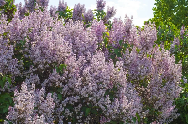 ライラック色の花 紫色または白色の香りのよい花の大きな庭低木 — ストック写真