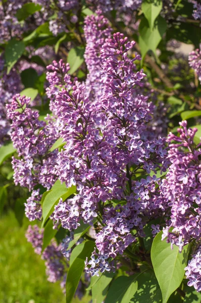 Fliederblüten — Stockfoto