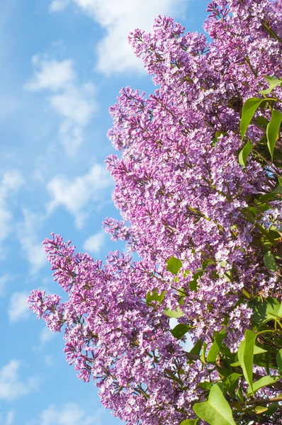 Flores Lila Gran Arbusto Jardín Con Flores Fragantes Púrpuras Blancas — Foto de Stock