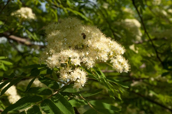 Rowan Λουλούδια Χαμήλωμα Rowan Άνοιξη Λευκά Λουλούδια Του Δέντρου Rowan — Φωτογραφία Αρχείου