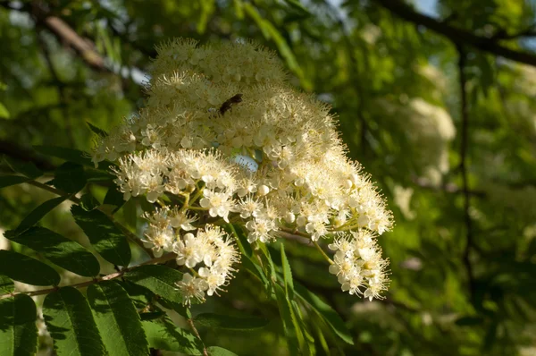 Rowan Λουλούδια Χαμήλωμα Rowan Άνοιξη Λευκά Λουλούδια Του Δέντρου Rowan — Φωτογραφία Αρχείου