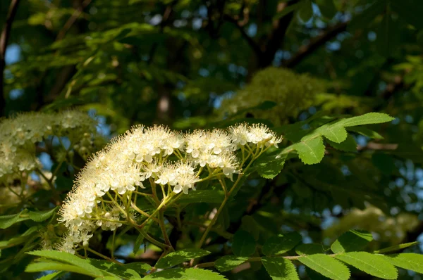 Flowers rowan. lowering rowan in spring time. White flowers of the rowan tree.