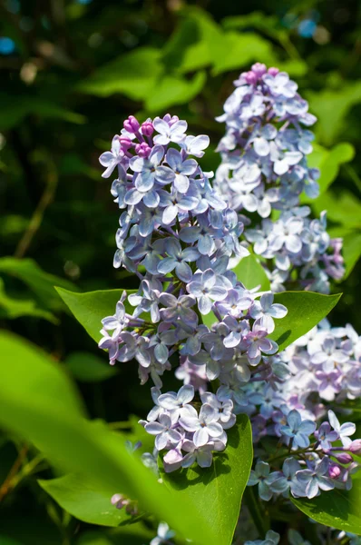 Lilac flowers — Stock Photo, Image