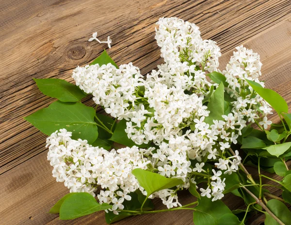 Fleurs Lilas Grand Arbuste Jardin Aux Fleurs Violettes Blanches Parfumées — Photo