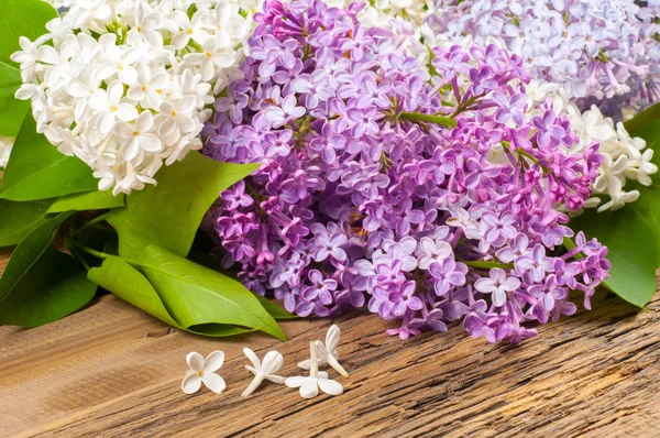 lilac flowers.  Large garden shrub with purple or white fragrant flowers.
