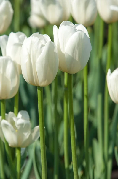 Tulipanes. Semillas de plantas bulbosas. flores de lirio con grandes, en forma de taza — Foto de Stock