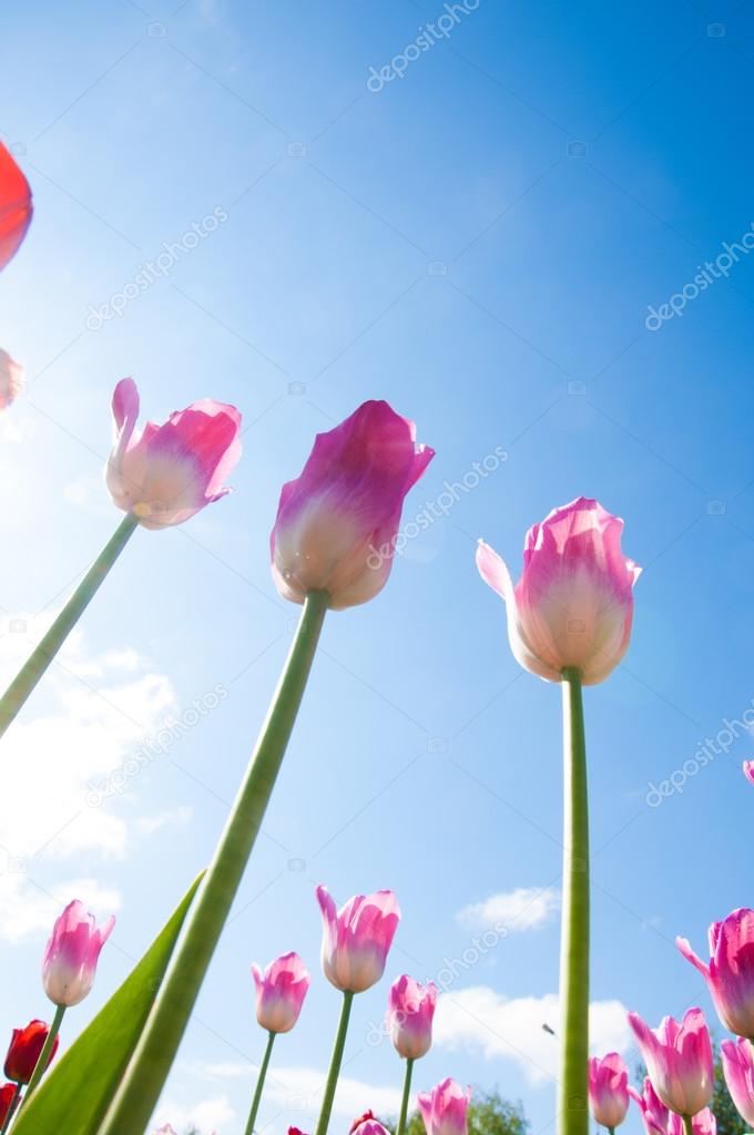 Tulips. Bulbous plant seeds. lily flowers with large, cup-shaped
