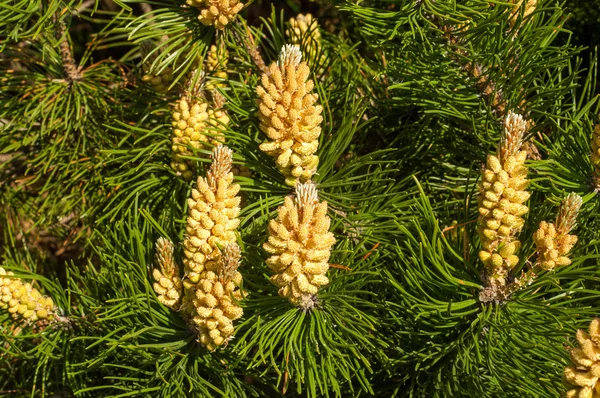 Young Shoots Pine Young Shoots Branches Pine Young Shoots Pine — Stock Photo, Image