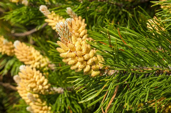 Young Shoots Pine Young Shoots Branches Pine Young Shoots Pine — Stock Photo, Image