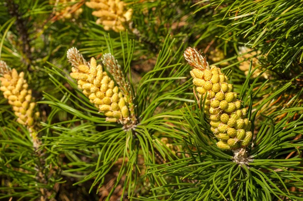 Young Shoots Pine Young Shoots Branches Pine Young Shoots Pine — Stock Photo, Image