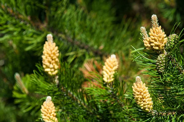 Young shoots of pine — Stock Photo, Image