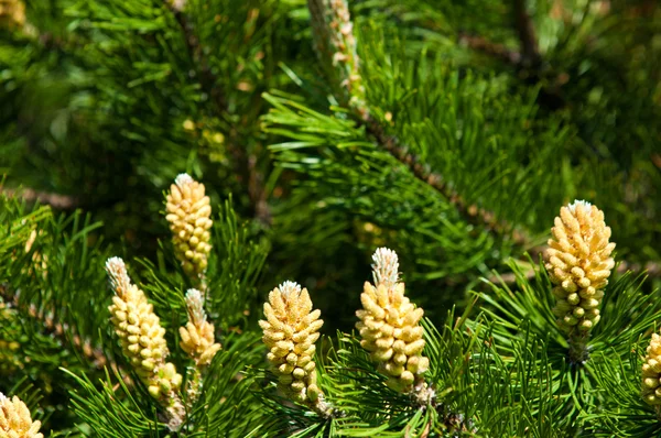 Young shoots of pine — Stock Photo, Image