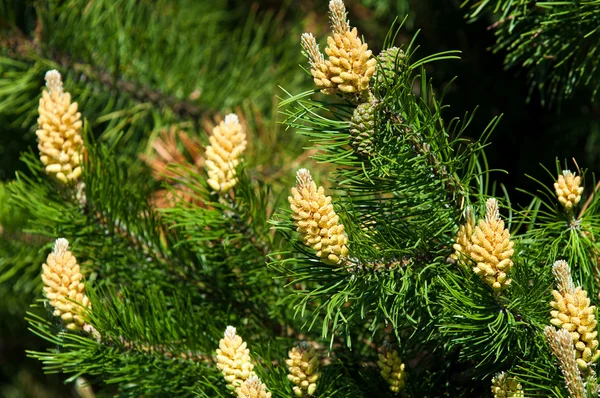 Young shoots of pine — Stock Photo, Image