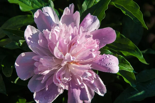 Flor de peonía — Foto de Stock