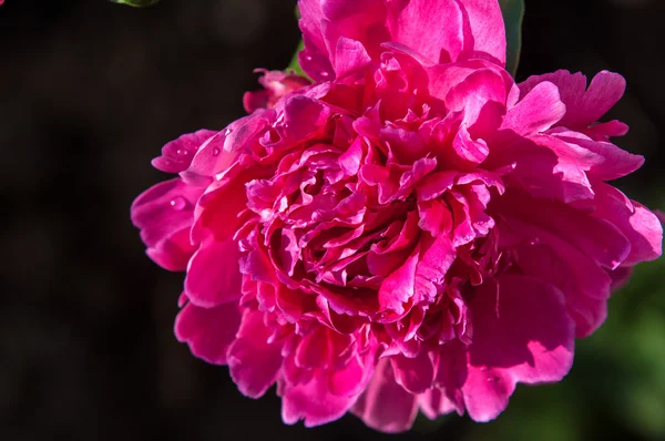 peony flower