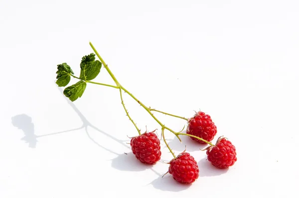 Raspberry, razz, fence, stash — Stock Photo, Image