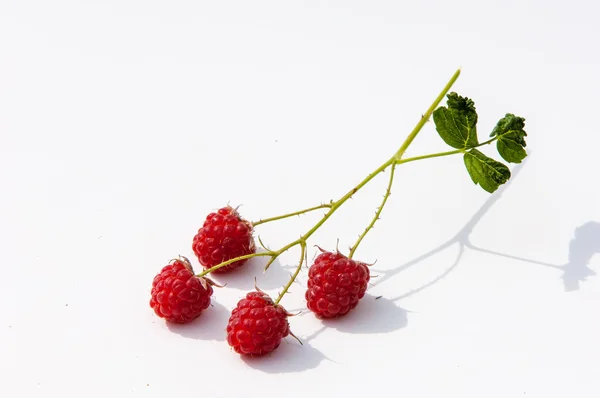 Raspberry, razz, fence, stash — Stock Photo, Image