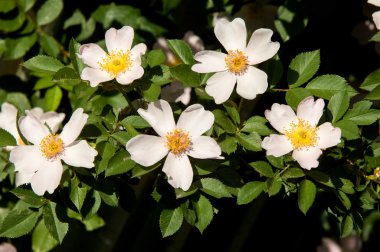 köpek-gül briar brier pamukçuk-gül eglantine