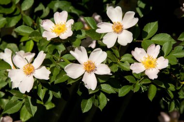 köpek-gül briar brier pamukçuk-gül eglantine