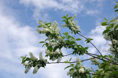 Çiçekler kuş kiraz