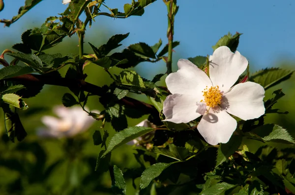 Dog Rose Briar Brier Canker Rose Eglantine — Stock Photo, Image