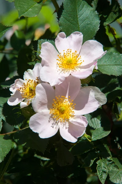 Dzika Róża Wrzośca Brier Rak Róża Eglantine — Zdjęcie stockowe