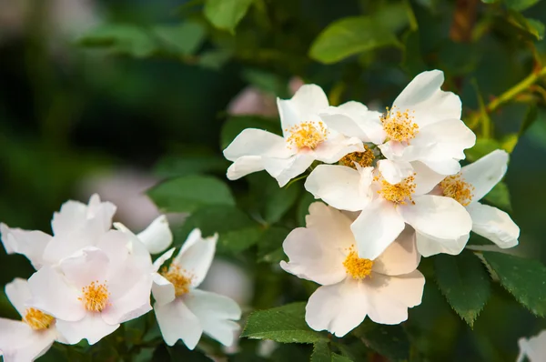 Rosa de perro, brezo, brezo, canker-rose, eglantina — Foto de Stock