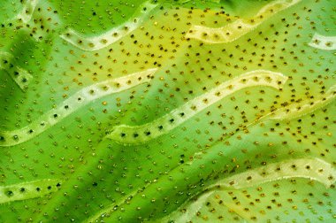 İpek kumaş dokusu, arka plan. yeşil ve sarı renk