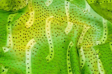 İpek kumaş dokusu, arka plan. yeşil ve sarı renk