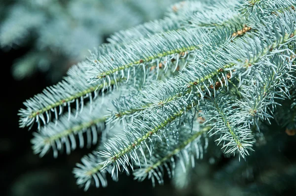 Blue spruce — Stock Photo, Image