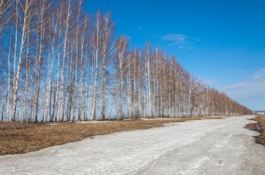 Bahar Orman, solmuş çimen, son kar, sp sıcak