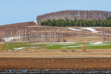 Bahar toprak işleme, huş oi sallanan solmuş çimen yaprakları, olmadan