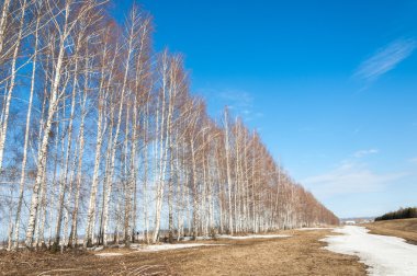 Bahar Orman, solmuş çimen, son kar, sp sıcak